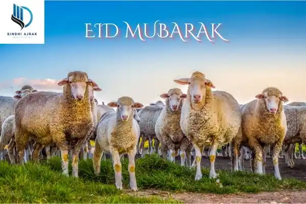 Eid greetings is written as eid mubarak with picture of lambs for slaughter